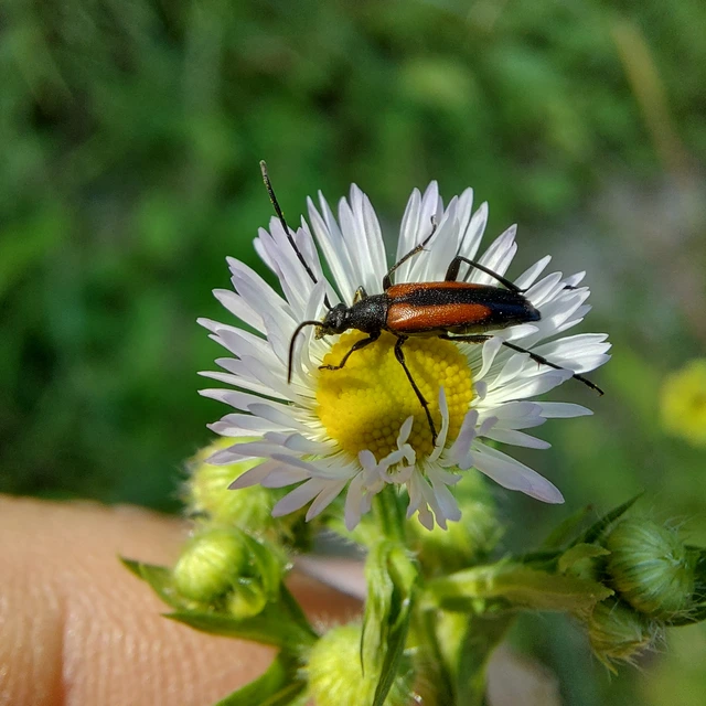 Stenurella melanura - feketevégű karcsúcincér