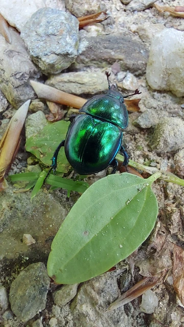 Trypocopris vernalis - tavaszi álganéjtúró