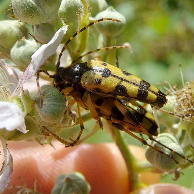 Rutpela maculata - tarkacsápú karcsúcincér