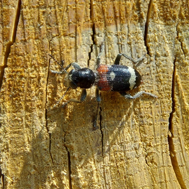 Clerus mutillarius - feketenyakú szúfarkas