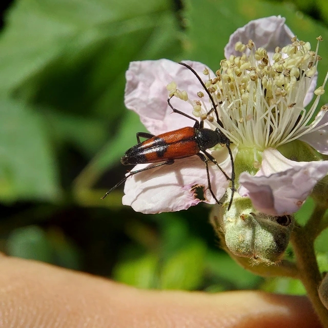 Stenurella bifasciata - kétöves karcsúcincér