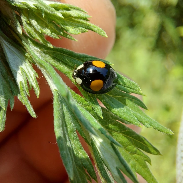 Harmonia axyridis - harlekinkatica