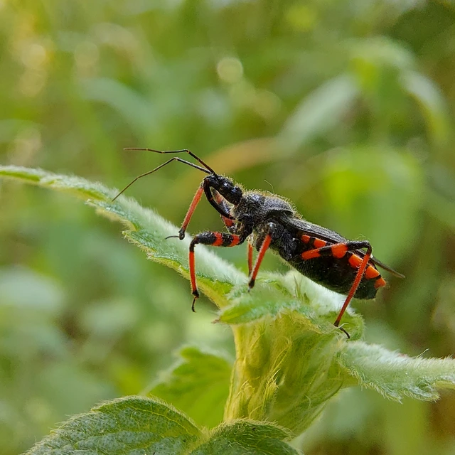 Rhynocoris annulatus - gyűrűslábú gyilkospoloska