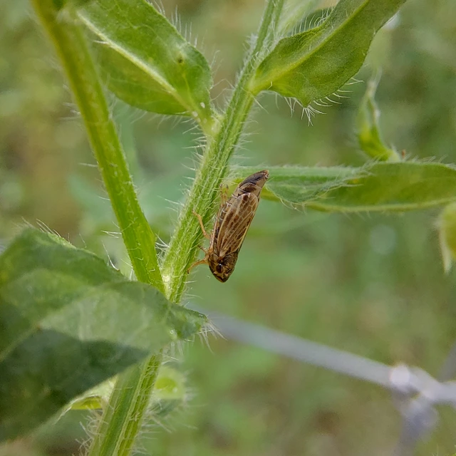 Evacanthus acuminatus
