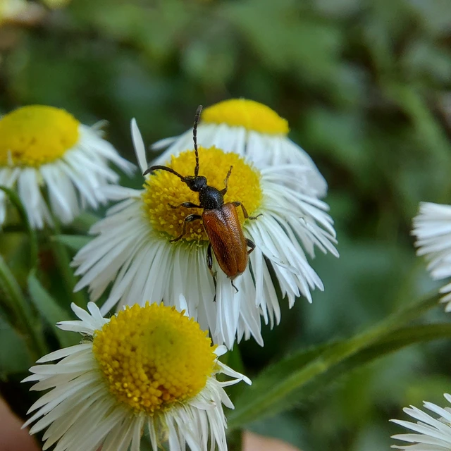 Pseudovadonia livida - barnás virágcincér