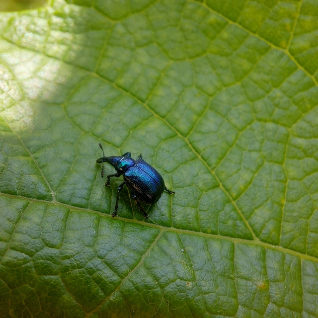 Byctiscus betulae - szőlő-levélsodró