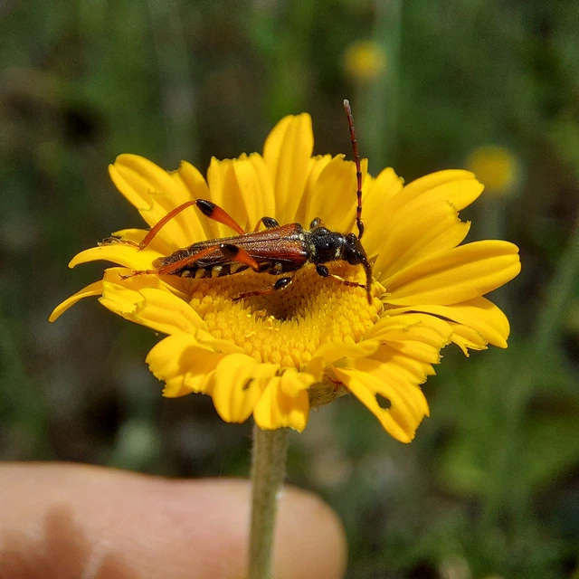 Stenopterus rufus - tarkacsápú keskenyfedőscincér