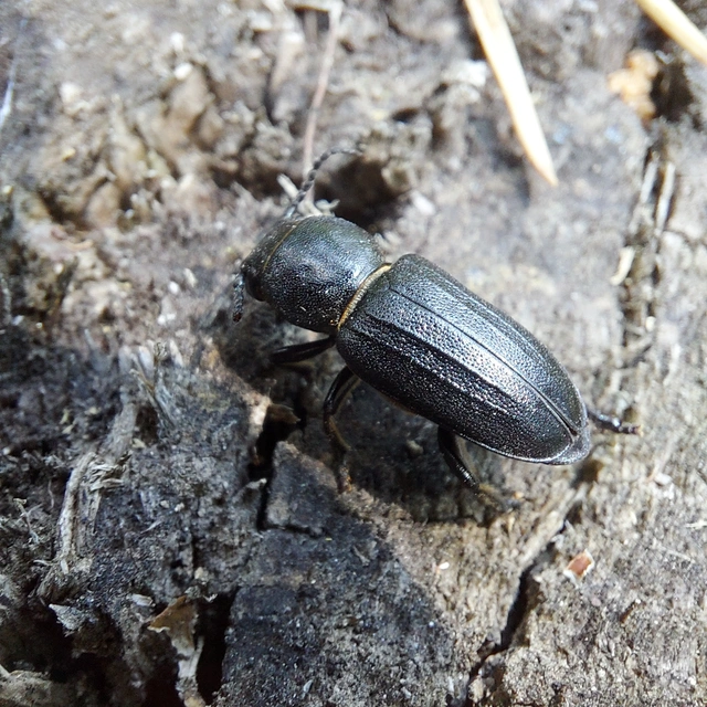 Spondylis buprestoides - erdei félcincér