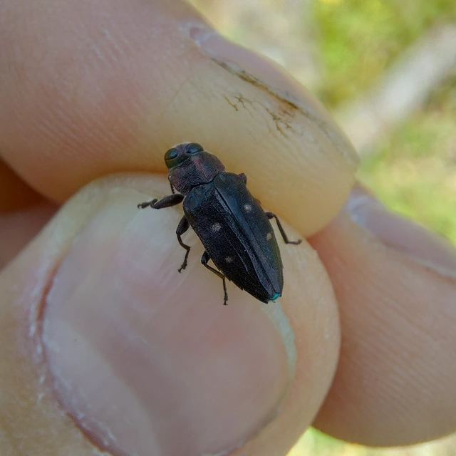 Chrysobothris affinis - aranypettyes díszbogár