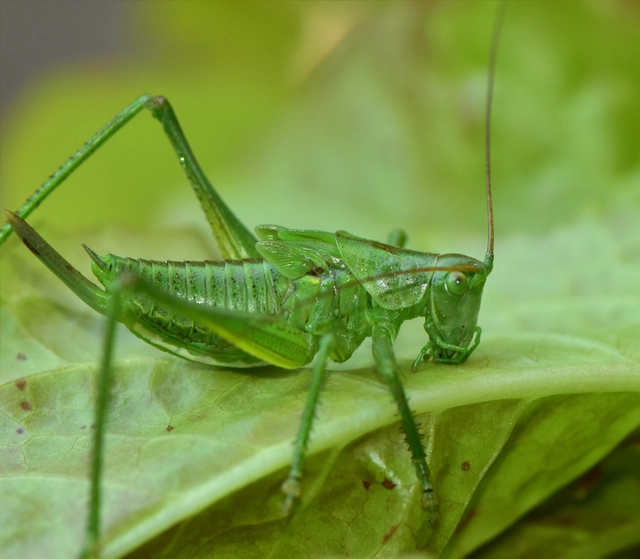 Tettigonia viridissima - zöld lombszöcske