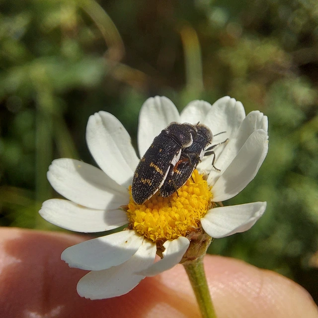 Acmaeoderella flavofasciata - sárgacsíkos zömökdíszbogár