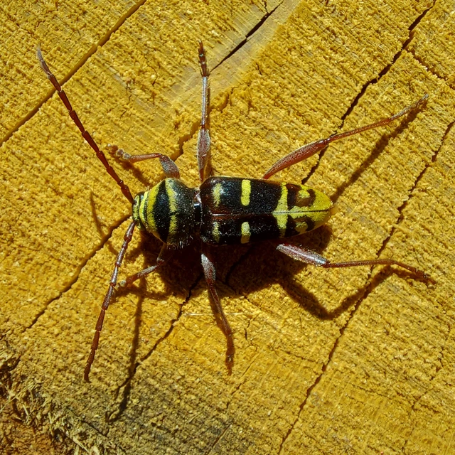 Plagionotus detritus - sárgafarú darázscincér