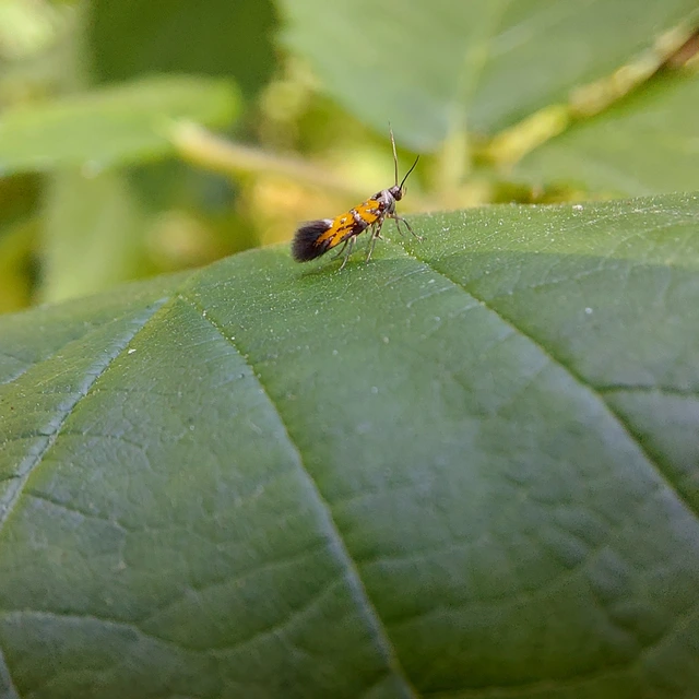 Chrysoesthia drurella - labodarágó sarlósmoly