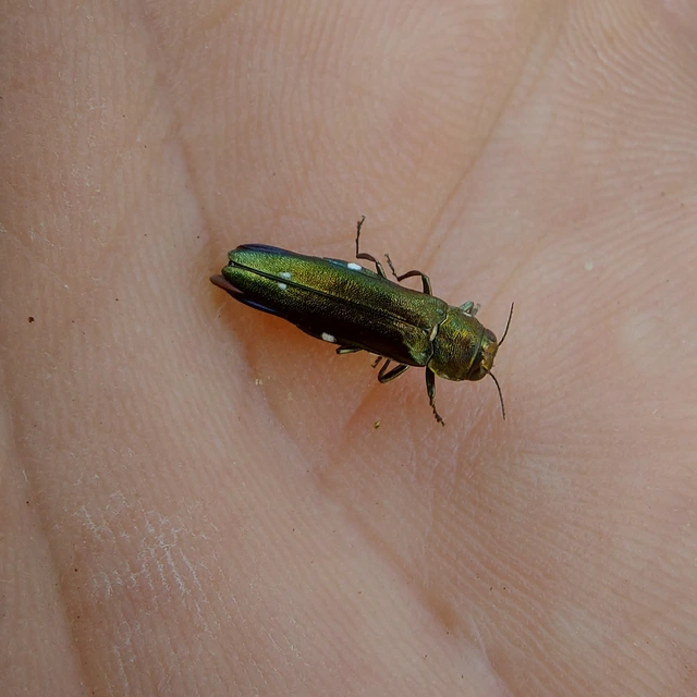 Agrilus biguttatus - kétpettyes karcsúdíszbogár