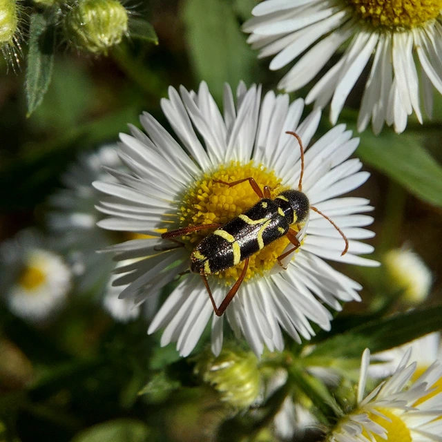 Clytus rhamni - benge-darázscincér