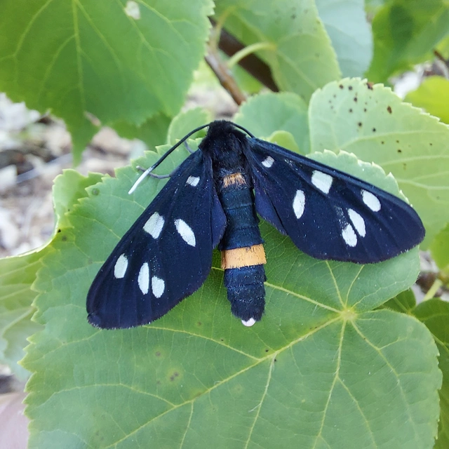Amata phegea - fehérpettyes álcsüngőlepke