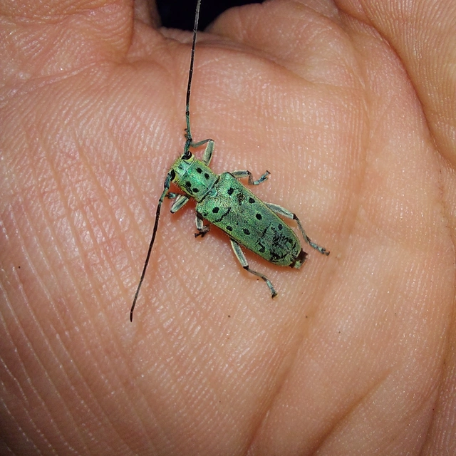 Saperda punctata - pettyes szilcincér Saperda punctata - pettyes szilcincér