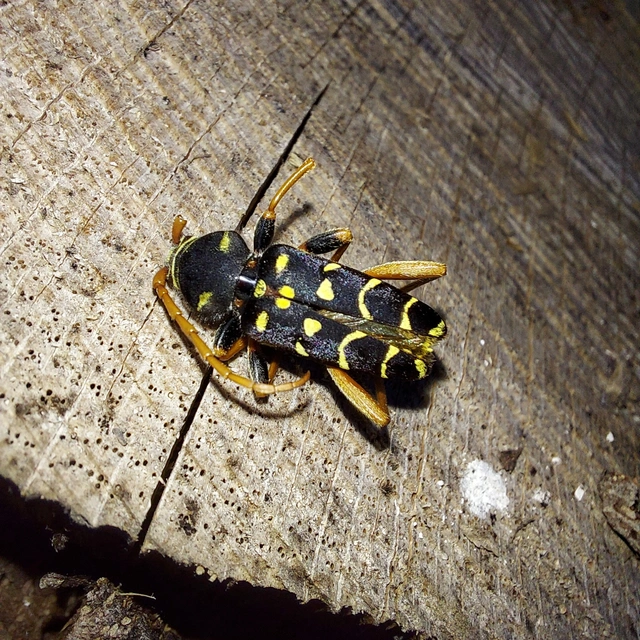 Plagionotus arcuatus - bársonyos darázscincér