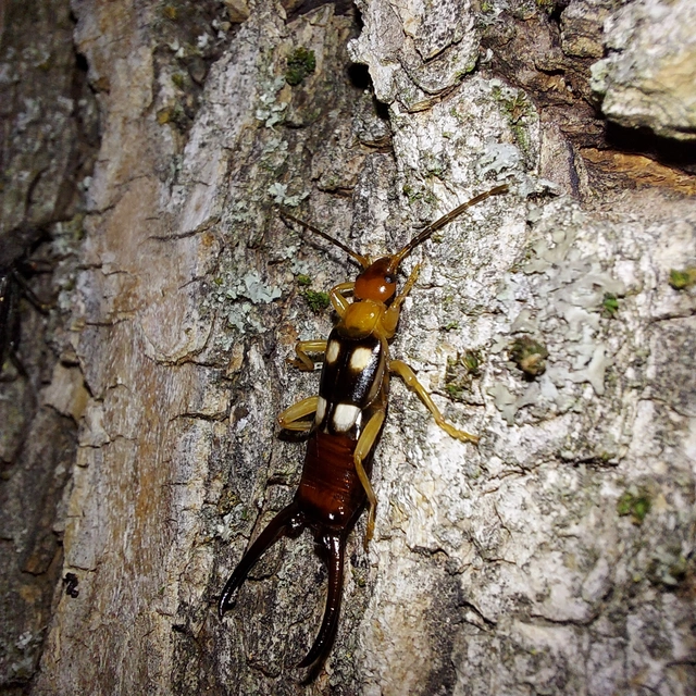 Forficula smyrnensis - szmirnai fülbemászó