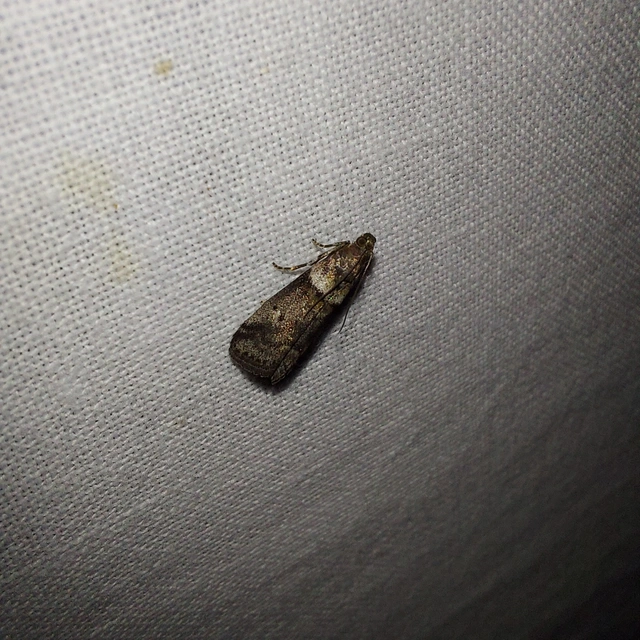 Acrobasis consociella - szalagos karcsúmoly