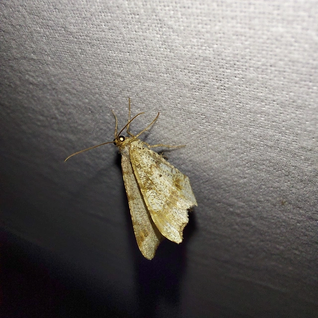 Macaria alternata - közönséges szürkearaszoló