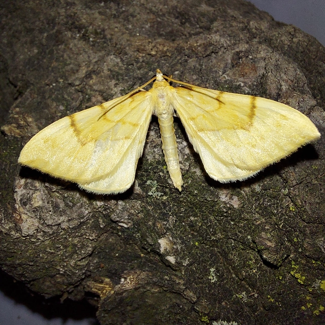 Eulithis pyraliata - sárga galajaraszoló