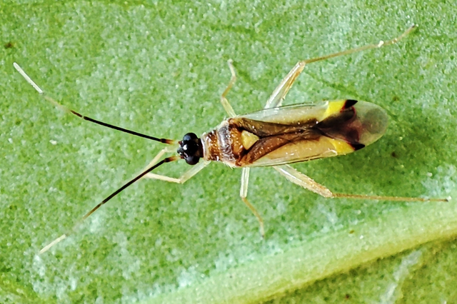 Campyloneura virgula Campyloneura virgula