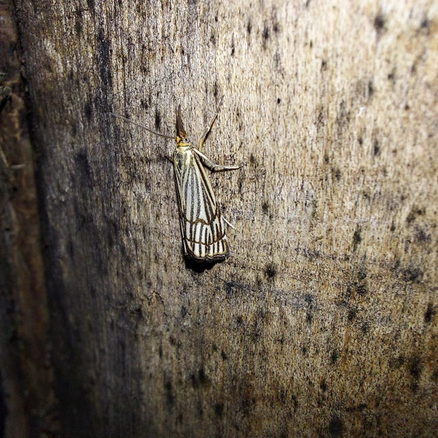 Chrysocramboides craterella - rácsos fűgyökérmoly