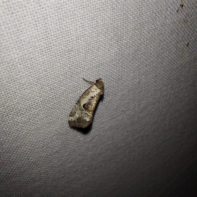 Hapalotis venustula - rózsaszínű mázasbagoly
