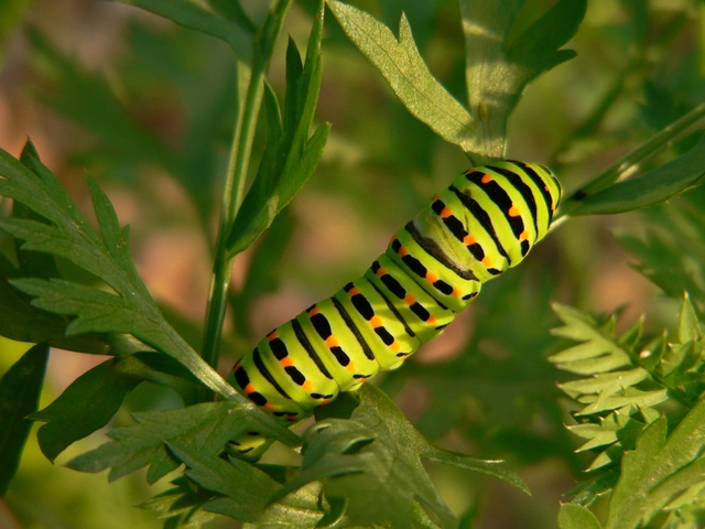 Papilio machaon - fecskefarkú lepke