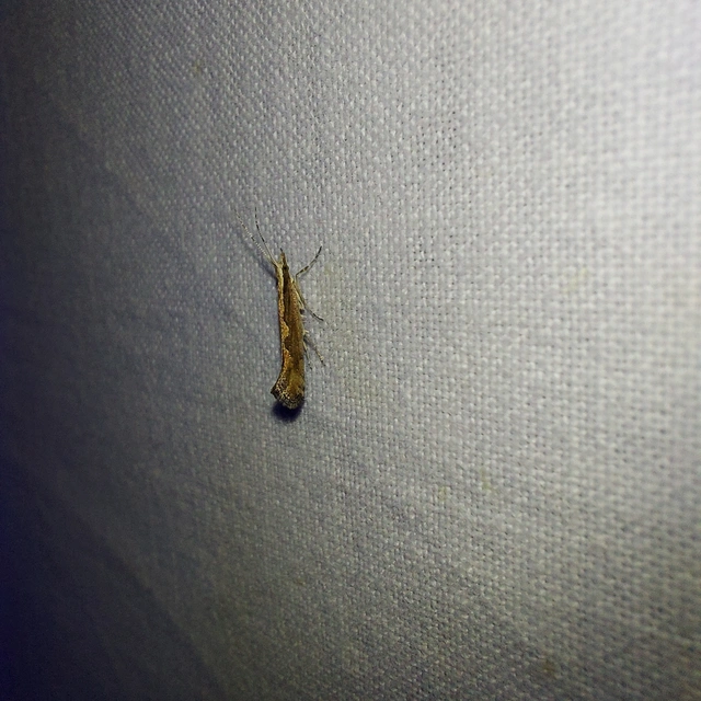 Plutella xylostella - káposztamoly