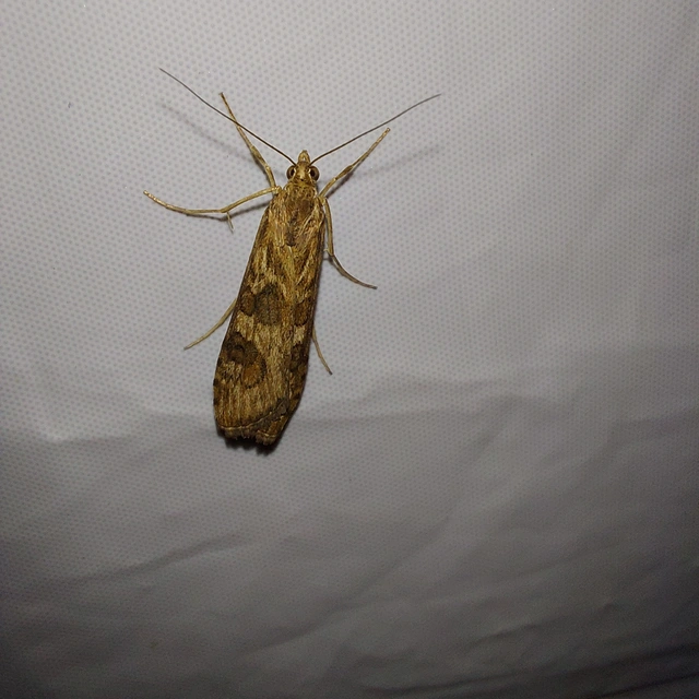 Nomophila noctuella - közönséges vándormoly