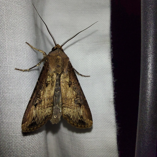 Agrotis ipsilon - nagy földibagoly