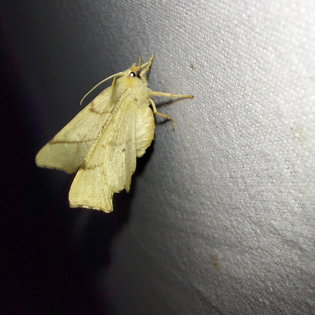 Ennomos erosaria - hársfa-levélaraszoló