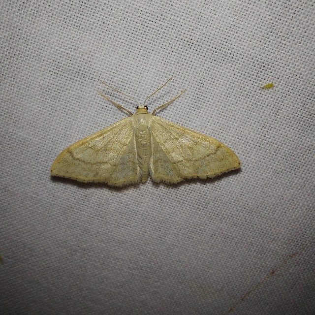 Idaea deversaria - egyszínű sávosaraszoló