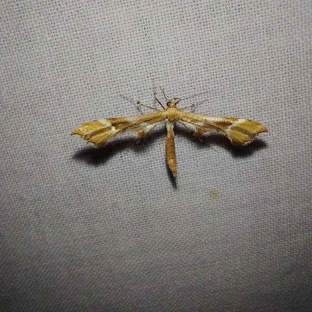 Cnaemidophorus rhododactyla - rózsabogyó-tollasmoly