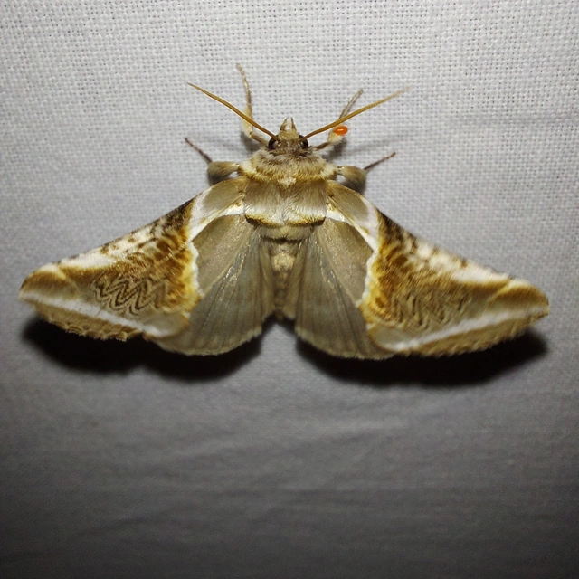 Habrosyne pyritoides - fehérsávos pihésszövő