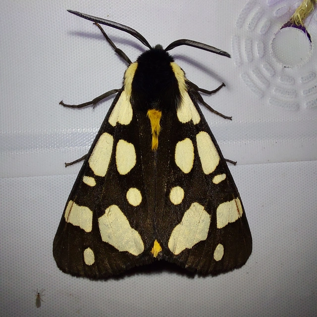 Arctia villica - fekete medvelepke