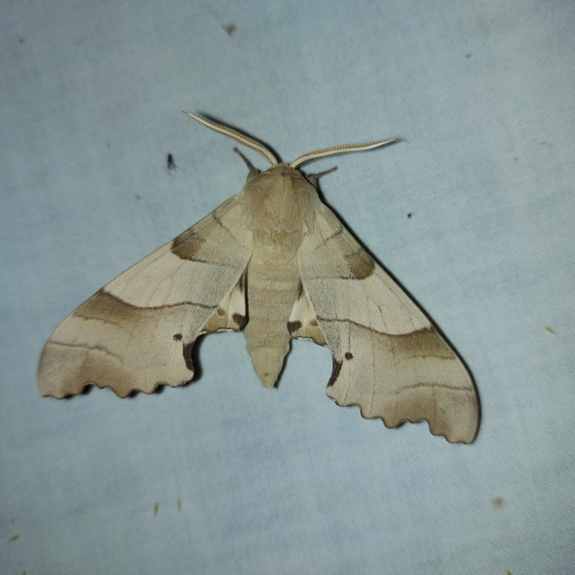 Marumba quercus - tölgyfaszender