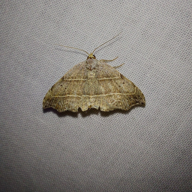 Laspeyria flexula - zuzmóbagoly