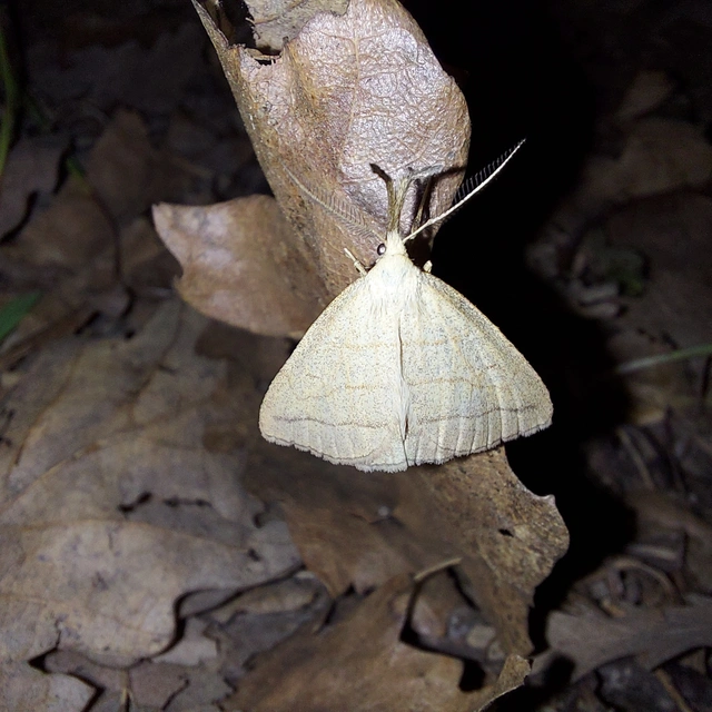 Polypogon tentacularia - sötétaljú karcsúbagoly