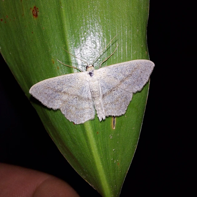 Scopula nigropunctata - feketepettyes araszoló