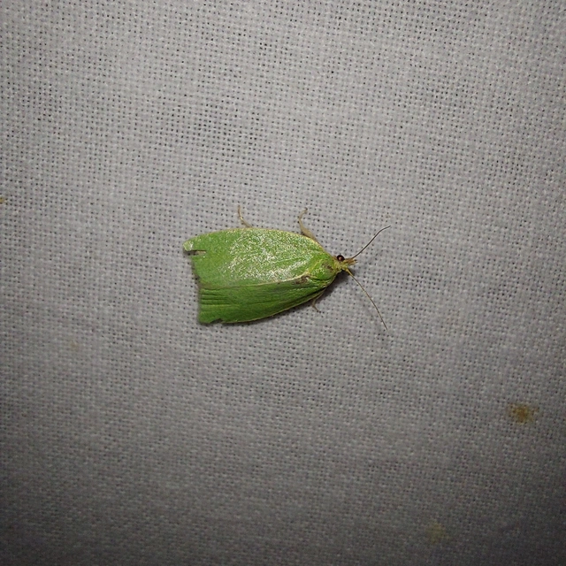 Tortrix viridana - tölgyilonca