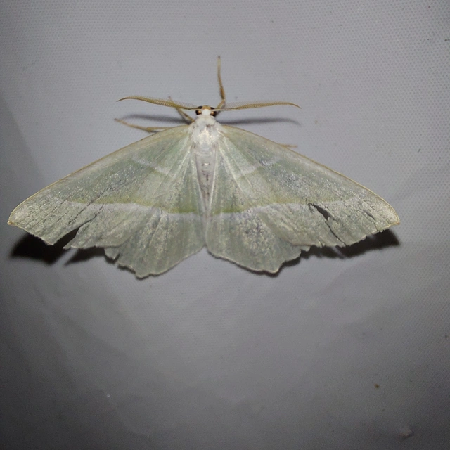 Campaea margaritaria - gyöngyházfényű zöldaraszoló Campaea margaritaria - gyöngyházfényű zöldaraszoló