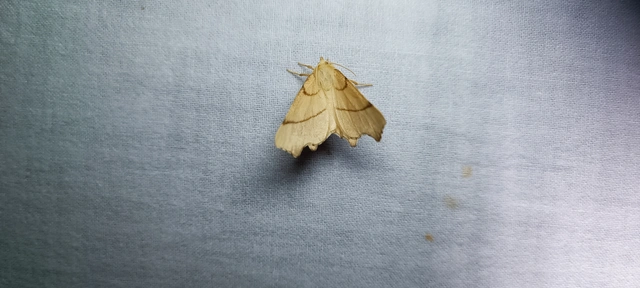 Ennomos erosaria - hársfa-levélaraszoló
