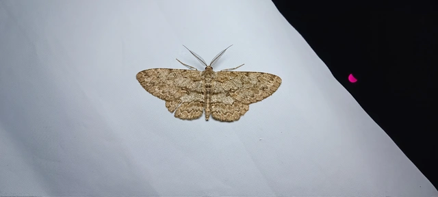 Hypomecis punctinalis - pettyes faaraszoló