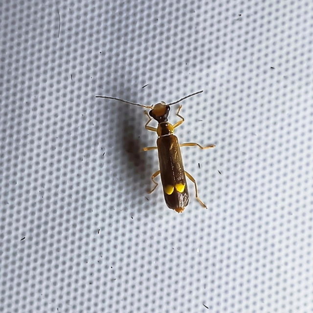 Malthodes Malthodes