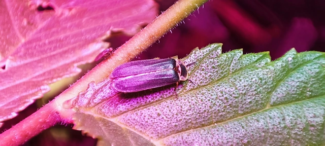 Lampyris noctiluca - nagy szentjánosbogár