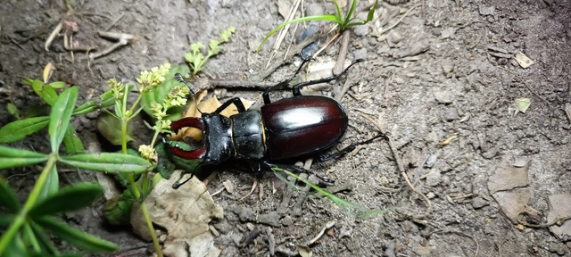 Lucanus cervus - nagy szarvasbogár
