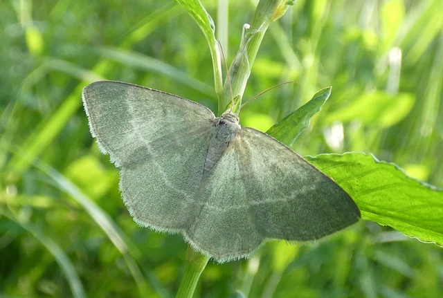 Chlorissa cloraria - sárgászöld araszoló
